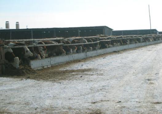 Fleckvieh Kühe in Freilaufstall in Sibirien