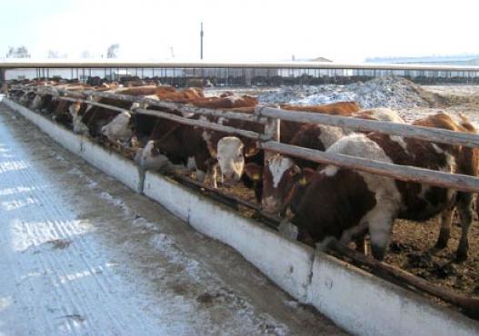 Fleckvieh Kühe in Freilaufstall in Sibirien