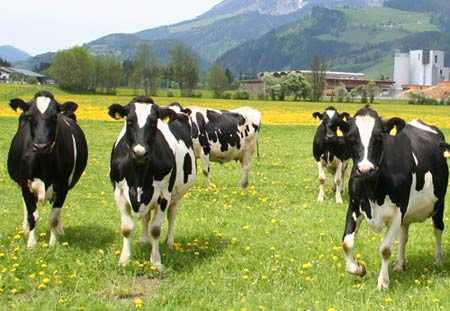 Kühe Holstein auf Weide