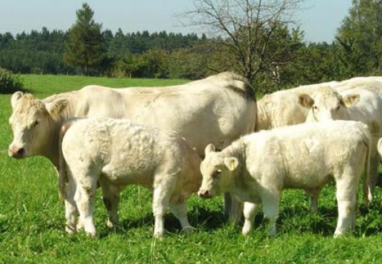 Kühe Charolais auf Wiese