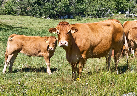 Kühe Limousin auf Wiese