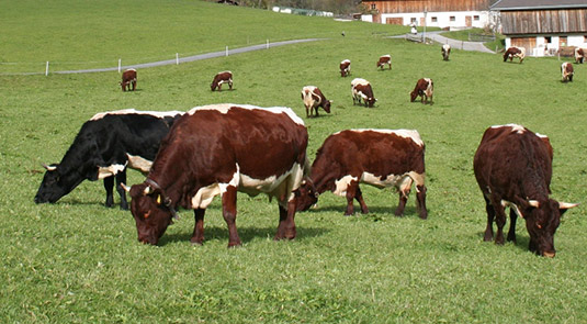 Kühe Pinzgauer auf Wiese