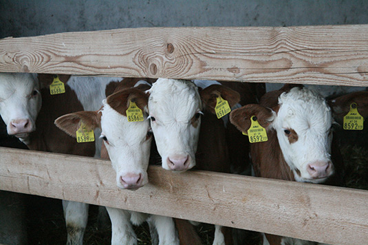 Fleckvieh calves in the stable