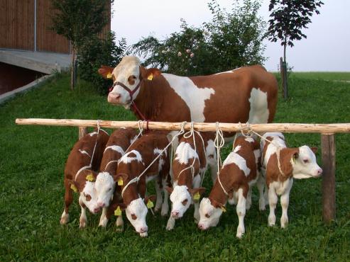 Fleckvieh mother cow with five calves