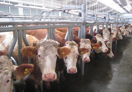 Cattles Fleckvieh in stable in Siberia