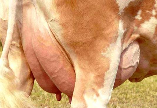 Breeding Cattle Simmental with high milk yield