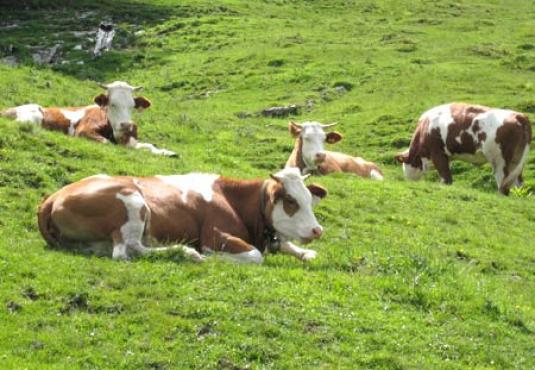 Austrian breeding Cattle waiting for export