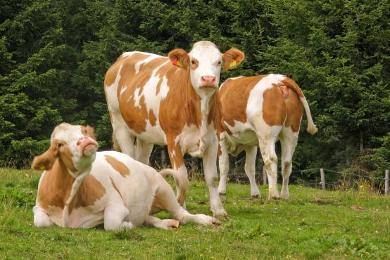 Fleckvieh breeding heifers Austria
