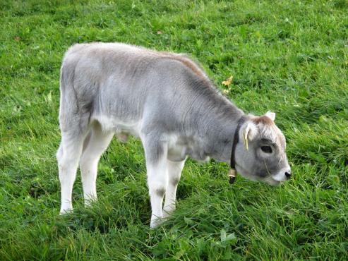 Grauvieh calve in the pasture