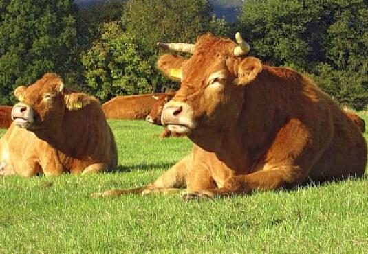 Limousin lying in the pasture
