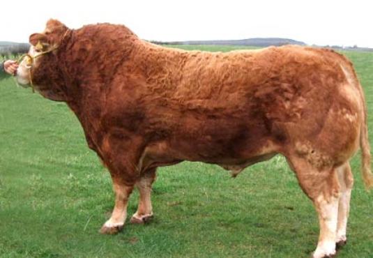 Limousin bull outdoor