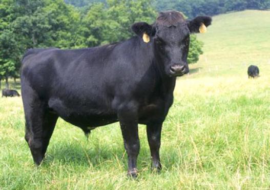 Single angus in the pasture