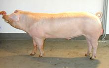 Pig photo from a Landrace