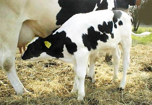 Veau Holstein buvant sur le pis