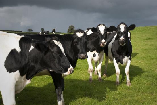 Holstein dans le pâturage
