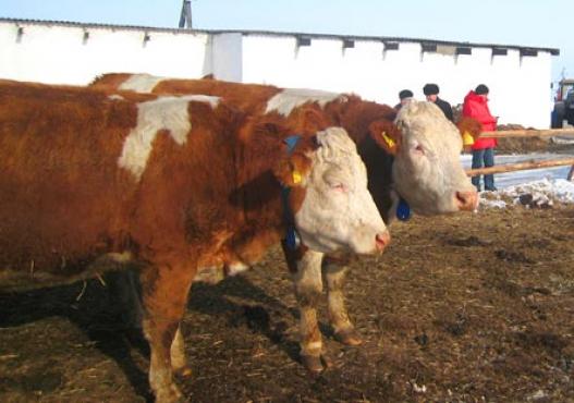 Cattles Fleckvieh dans une écurie à l´air libre en Sibérie