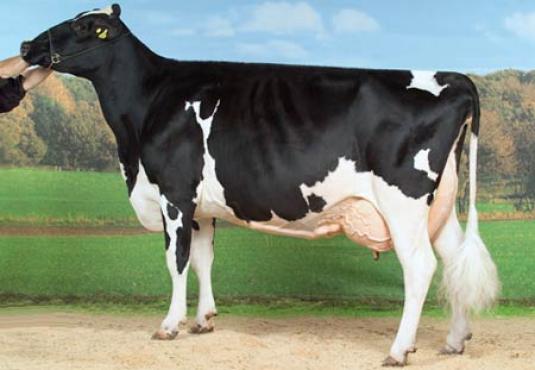 Jedna Holsteinova krava