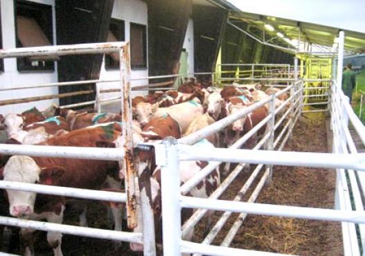 Sığırlarda istikrarlı besleme
